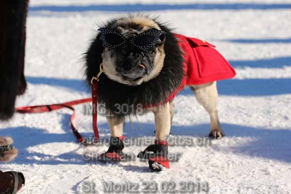 IMG 3018 prot